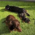 Frankie, Hunter & Ollie - @frankie.hunter.ollie - Instagram
