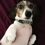 Jeter Frankie Kramer - @jeterthedachshund - Instagram