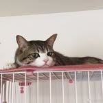 凌鹏飞 - @frankielingo - Instagram