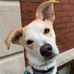 Frankie Oso Malone - @friends_of_franks - Instagram