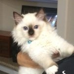Frankie Mann - @the_world_of_frankie_blue_eyes - Instagram