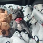 FRANKIE👑🐾 - @frankie.murrayy - Instagram