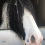 Frankie Murray - @mario_my_pony - Instagram