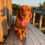 Frankie_Parrish 🐾💙 - @frankie_the_springador - Instagram