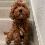 Frankie Ray - @frankieray_thecavapoo - Instagram