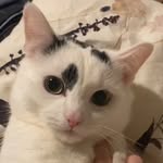 Frankie - @frankie_shelleym - Instagram