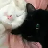 Frankie SHELL - @frankie.shell - TikTok
