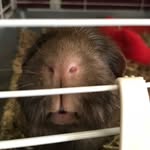 The Piggie Brothers - @frankieshellbell - Instagram