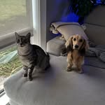 Frankie ~ silver tabby | Henry ~ long haired mini dachshund - @whenfrankiemethenry - Instagram