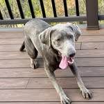 Frankie Postal - @frankie_silverlab - Instagram