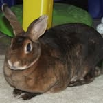 Frankie Silver - @fansilvertehbun - Instagram