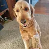 StrongFrankie17 - @strongfrankie17 - TikTok