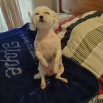 Frankie Wallace - Facebook