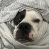 Frankie Wareing - @frankie.wareing - TikTok