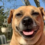Frank The Tank - @i_am_frankie_weeks - Instagram
