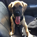 Frankie - 8 Weeks Old - @barking_bachelors - Instagram
