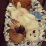 @frankie_and_the_wolfe - Instagram