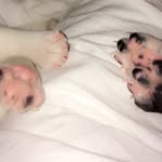 Frankie And Wolfie - @frankie_wolfe - Instagram