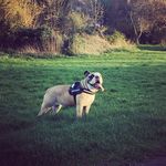 Frankie Wright - @rollin_with_frankiethebulldog - Instagram
