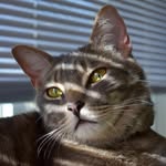 Franklin Albert - @franklinthecatdog - Instagram