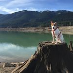 Franklin Albert Wolfe - @frankfurtwolfe - Instagram