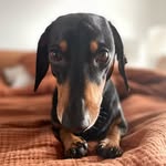 franklin archer quinn - @frankiethedoxie - Instagram