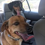 Clifford Franklin & Bauer - @cliffyandbauer - Instagram
