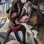 Baxter and Frankie! - @baxter_n_franklin - Instagram