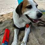 Franklin - @franklinbeachbound - Instagram