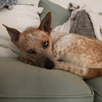 Franklin Bernard Devick - @franklin_devick - Instagram