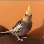 Franklin - @franklinthebird - Instagram