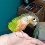 Franklin - @franklin.the.bird - Instagram
