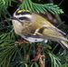 Franklin Bird - Facebook