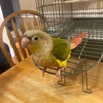 Franklin Bird - @franklin_conure_bird - Instagram