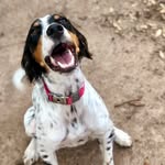 Franklin, Lincoln, Lady Bird - @presidential.pups - Instagram