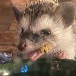 Franklin Bishop - @frankthetankbishop - Instagram