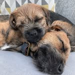 Sarah Franklin - @stephen_and_maggie_the_borders - Instagram