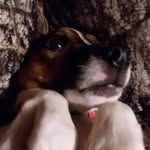 Franklin boyd - @frankybean1 - Instagram
