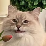 🐾 Franklin Brady Brubaker - @franklinbrubaker - Instagram