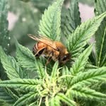 Franklin Brady - @greenhouse_jesus420 - Instagram