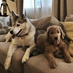 Franklin and Carson - @bowtiebuddies - Instagram