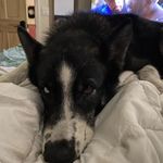 franklin carson - @franklin781937 - Instagram