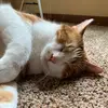 cats.08 - @franklin.cats - TikTok