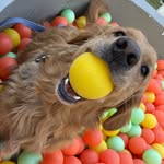 Franklin Clark - @franklin_clark_the_golden - Instagram