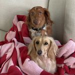 franklin & clementine - @franklin_clementinesf - Instagram