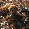Franklin Cooper Coffman - @franklin_the_pup - TikTok