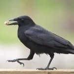Franklin - @franklin_the_crow - Instagram