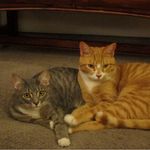 Franklin And Debra Cunningham - @frankndebra_kittens - Instagram