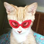 Franklin Cunningham (kitten) - @frankthefriendlytank - Instagram
