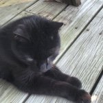 Franklin Dickinson😽💖 - @franklin.the.feline - Instagram